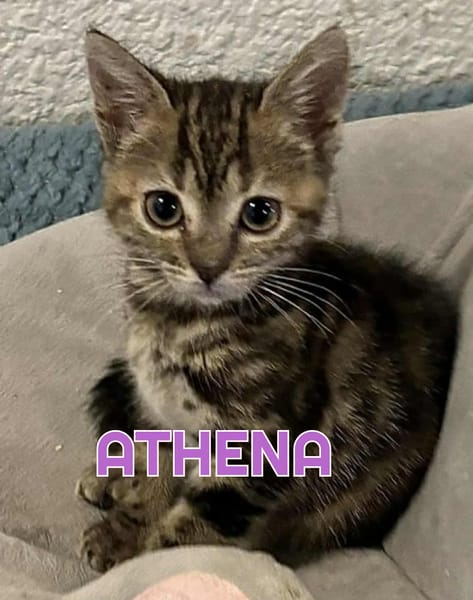 ALOYA et ATHENA - Double adoption A réserver