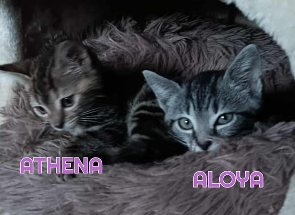 ALOYA et ATHENA - Double adoption A réserver