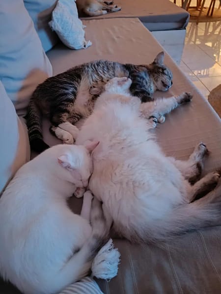 Lili Rose, la petite peluche