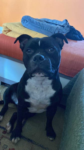 Rasta Rocquet, le plus gentil des toutous