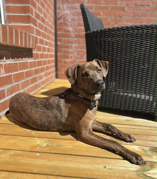 Ruben, mâle croisé berger, né le 04/10/2024 🐶