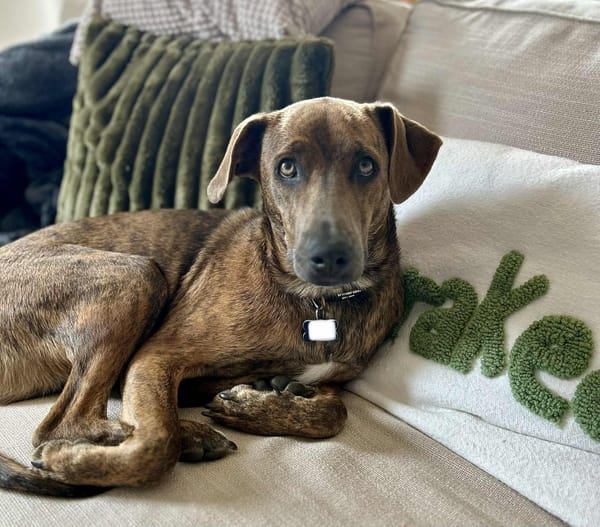 Ruben, mâle croisé berger, né le 04/10/2024 🐶