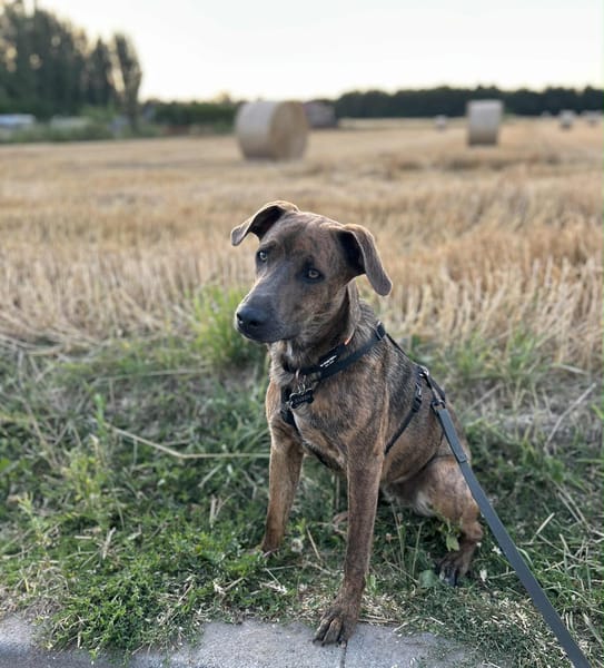 Ruben, mâle croisé berger, né le 04/10/2024 🐶