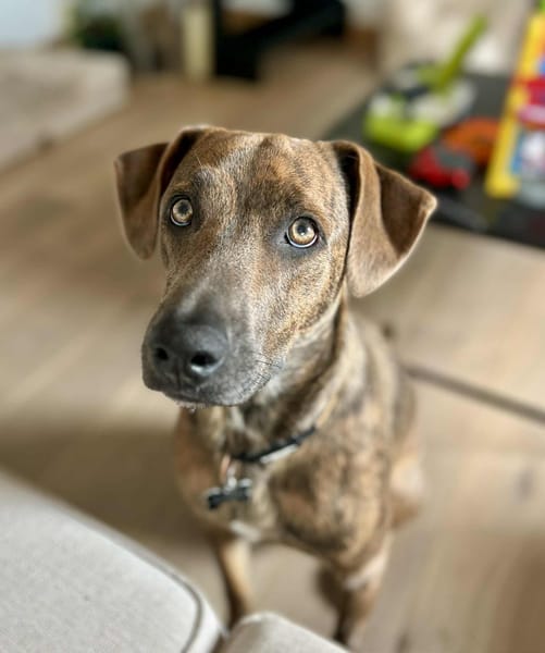 Ruben, mâle croisé berger, né le 04/10/2024 🐶