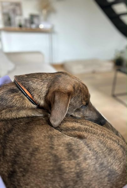 Ruben, mâle croisé berger, né le 04/10/2024 🐶