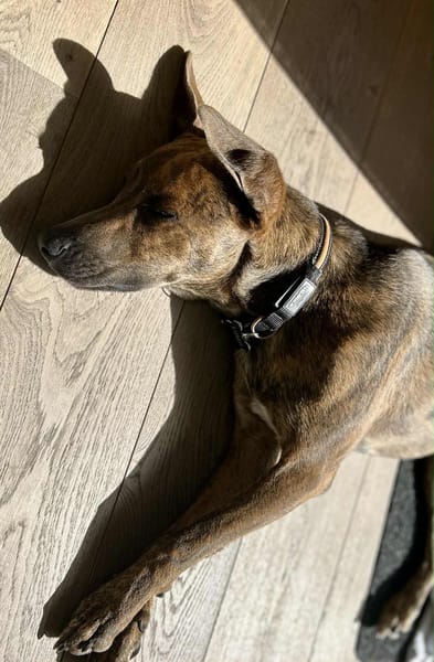 Ruben, mâle croisé berger, né le 04/10/2024 🐶