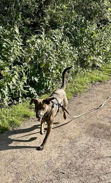 Ruben, mâle croisé berger, né le 04/10/2024 🐶