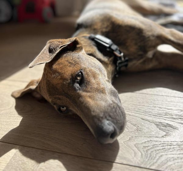 Ruben, mâle croisé berger, né le 04/10/2024 🐶