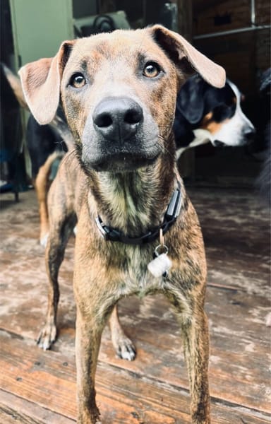 Ruben, mâle croisé berger, né le 04/10/2024 🐶