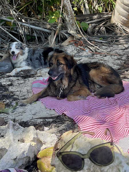 Bobby, un ami pour la vie