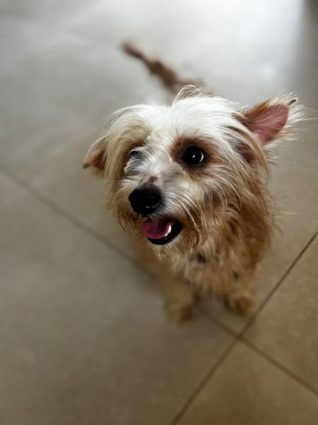 Roxy, femelle Croisée créole née le 10/04/2024 🐶