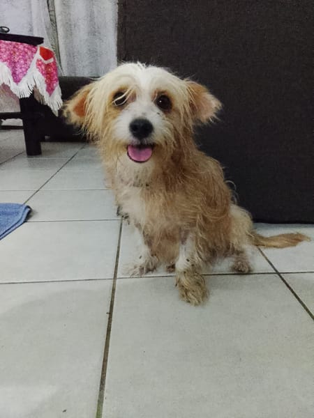 Roxy, femelle Croisée créole née le 10/04/2024 🐶