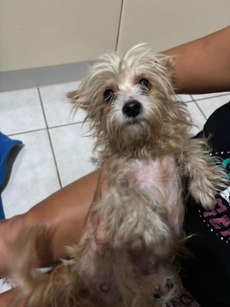 Roxy, femelle Croisée créole née le 10/04/2024 🐶