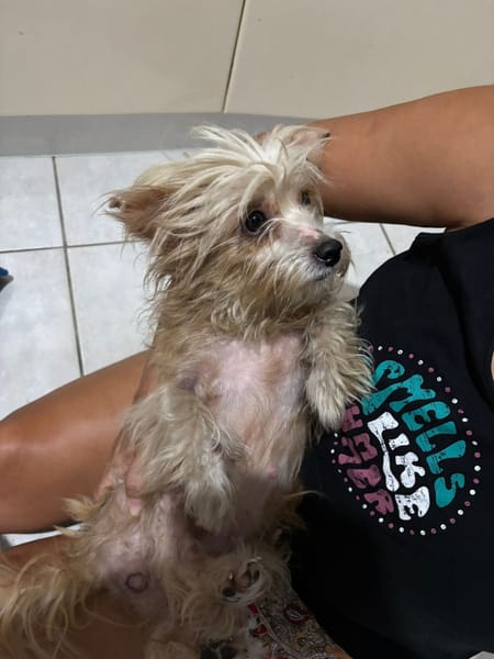 Roxy, femelle Croisée créole née le 10/04/2024 🐶