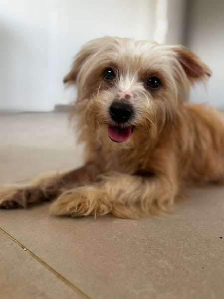 Roxy, femelle Croisée créole née le 10/04/2024 🐶