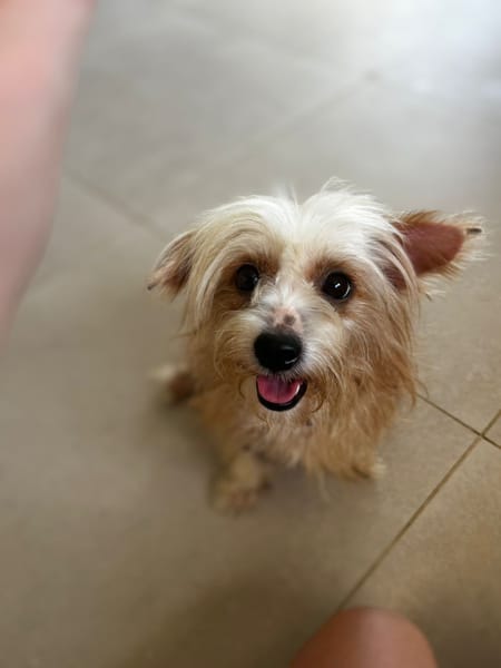 Roxy, femelle Croisée créole née le 10/04/2024 🐶