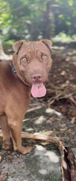 Pollux, mâle croisé shar pei, né le 03/06/2024🐶
