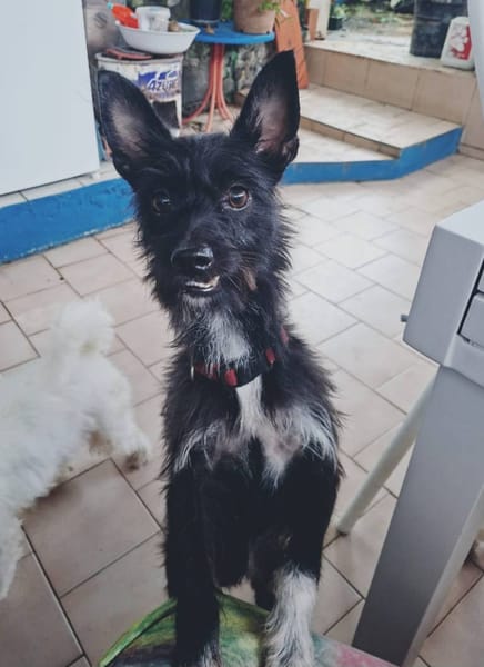 Nino, mâle croisé, né le 20/04/2025