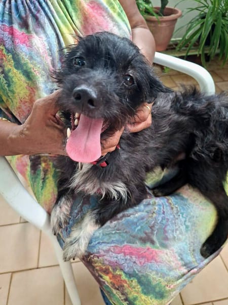 Nino, mâle croisé, né le 20/04/2025