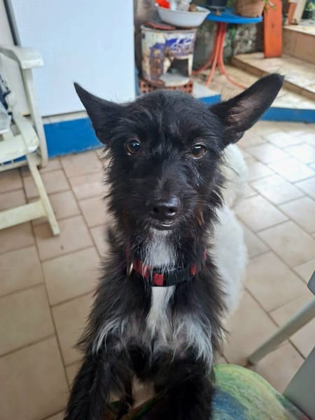 Nino, mâle croisé, né le 20/04/2025