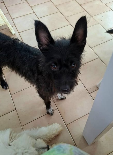 Nino, mâle croisé, né le 20/04/2025