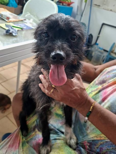 Nino, mâle croisé, né le 20/04/2025