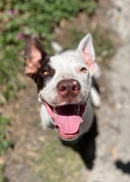 Neo, mâle croisé berger, né le 01/01/2025 🐶