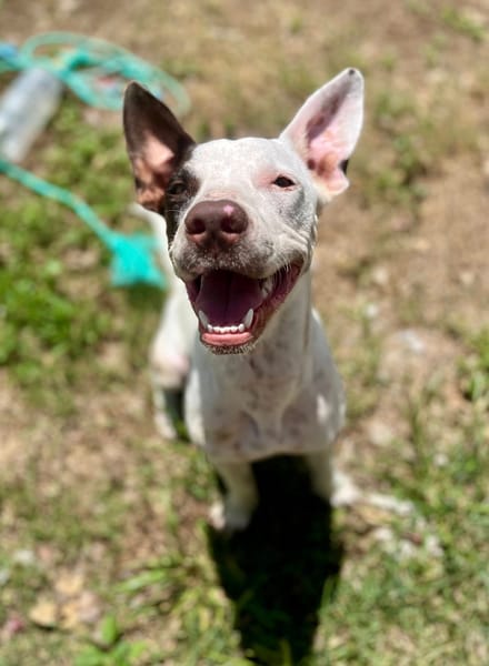 Neo, mâle croisé berger, né le 01/01/2025 🐶