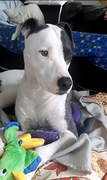 Marley, mâle croisé berger, né le 22/05/2021 🐶