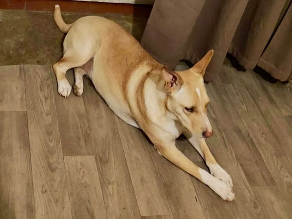 Gribouille, femelle croisée berger, née le 25/10/2024 🐶 ✨