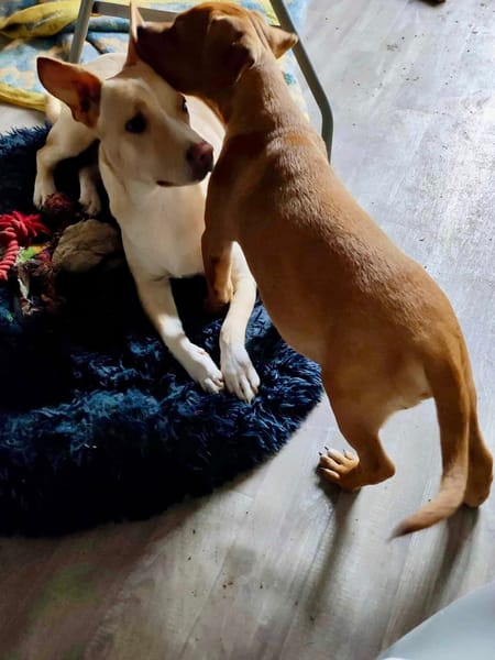 Gribouille, femelle croisée berger, née le 25/10/2024 🐶 ✨