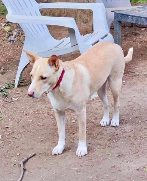 Gribouille, femelle croisée berger, née le 25/10/2024 🐶 ✨