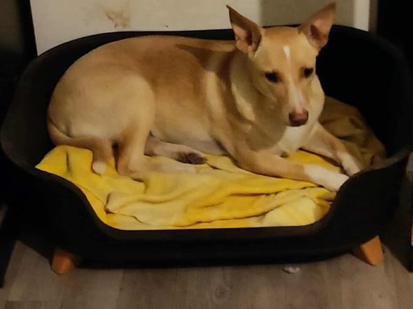 Gribouille, femelle croisée berger, née le 25/10/2024 🐶 ✨