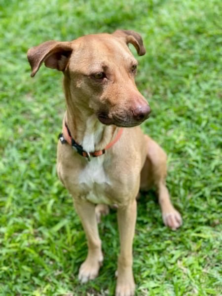 Fifi, mâle croisé berger, né le 15/06/2022 🐶