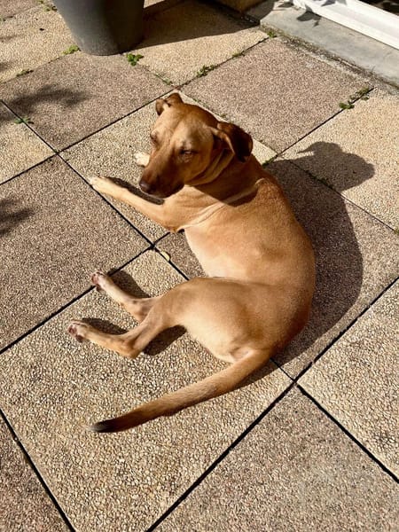 Fifi, mâle croisé berger, né le 15/06/2022 🐶