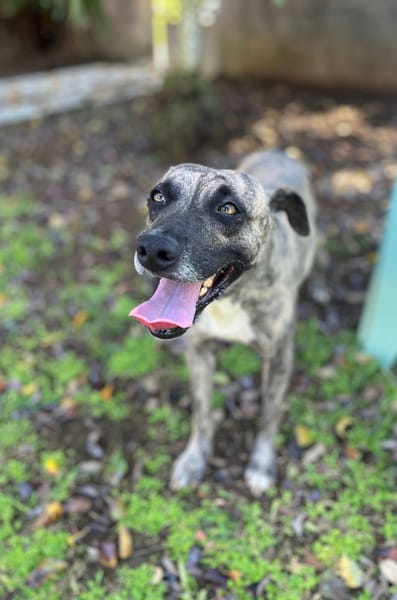 Donna, femelle, croisée berger, née le 10/09/2023