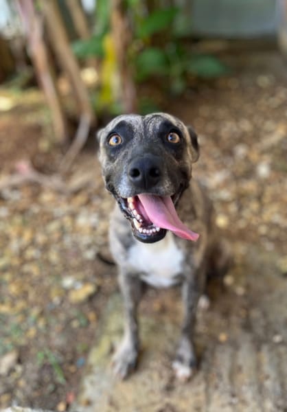 Donna, femelle, croisée berger, née le 10/09/2023