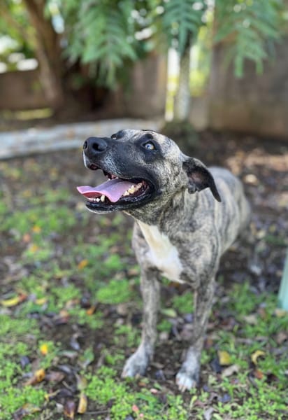 Donna, femelle, croisée berger, née le 10/09/2023