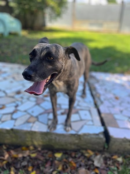 Donna, femelle, croisée berger, née le 10/09/2023