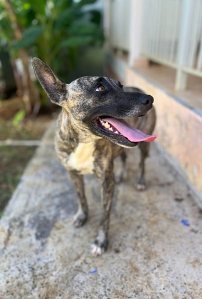 Donna, femelle, croisée berger, née le 10/09/2023