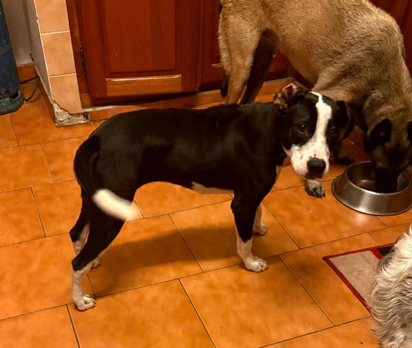 Canelle, femelle berger, née le 01/01/2025