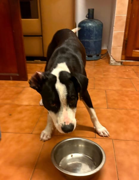 Canelle, femelle berger, née le 01/01/2025