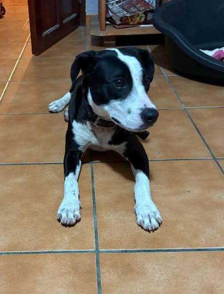 Canelle, femelle berger, née le 01/01/2025