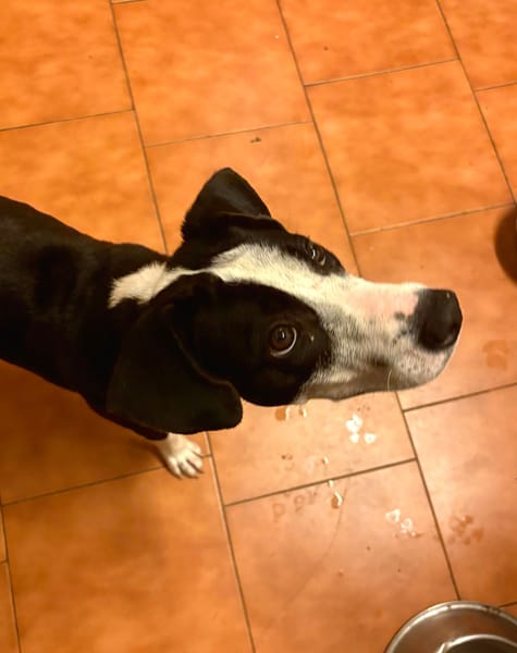 Canelle, femelle berger, née le 01/01/2025