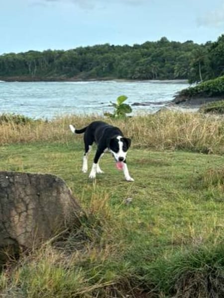 Canelle, femelle berger, née le 01/01/2025