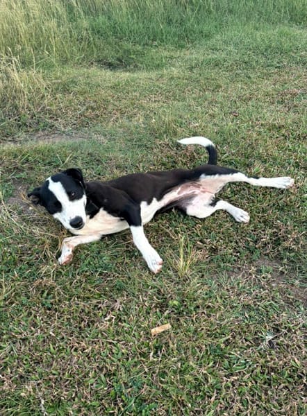 Canelle, femelle berger, née le 01/01/2025