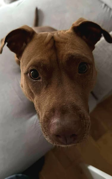 Brooklyn, femelle, Berger X Staffordshire Terrier (Décatégorisée par diagnose), née le 20/04/2022