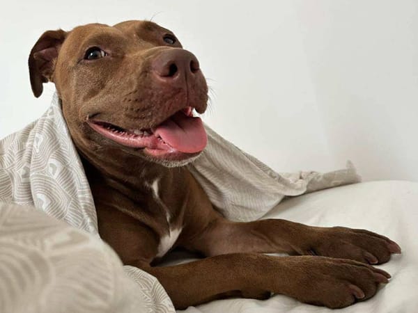 Brooklyn, femelle, Berger X Staffordshire Terrier (Décatégorisée par diagnose), née le 20/04/2022