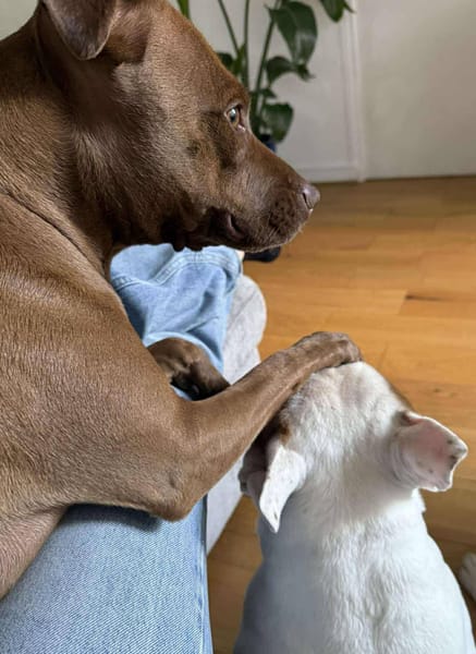 Brooklyn, femelle, Berger X Staffordshire Terrier (Décatégorisée par diagnose), née le 20/04/2022