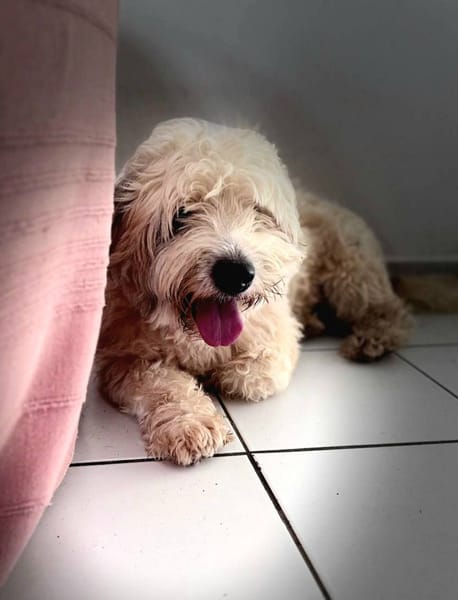 Baloulou, mâle croisé caniche, né le 20/10/2023